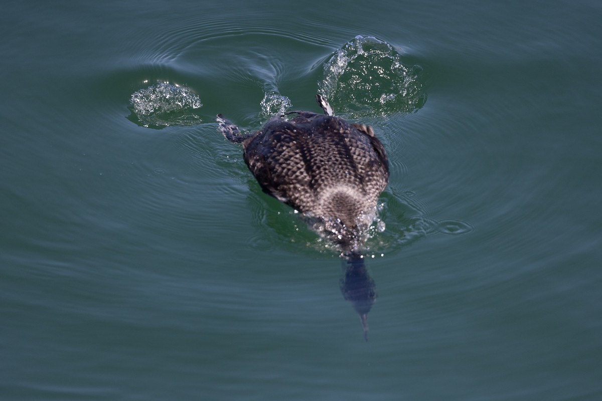 Common Loon - Brian Sullivan