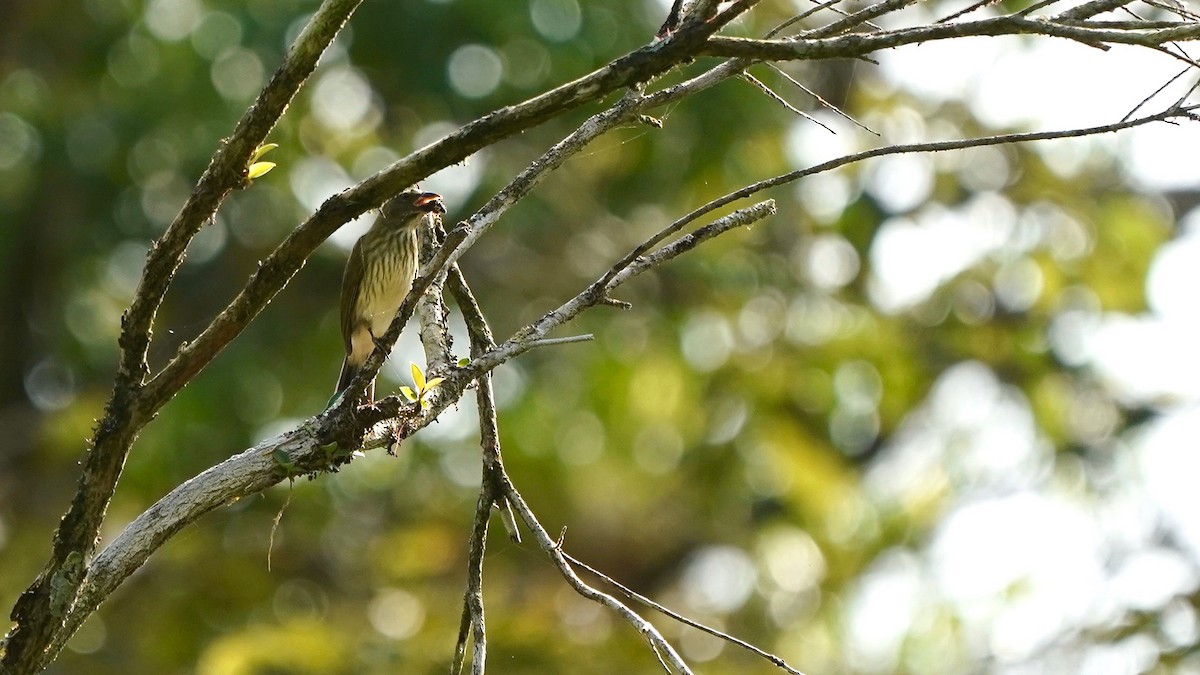 Streaked Flycatcher - Indira Thirkannad