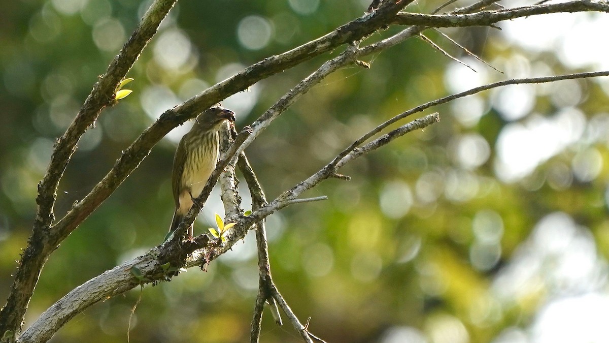 Streaked Flycatcher - Indira Thirkannad