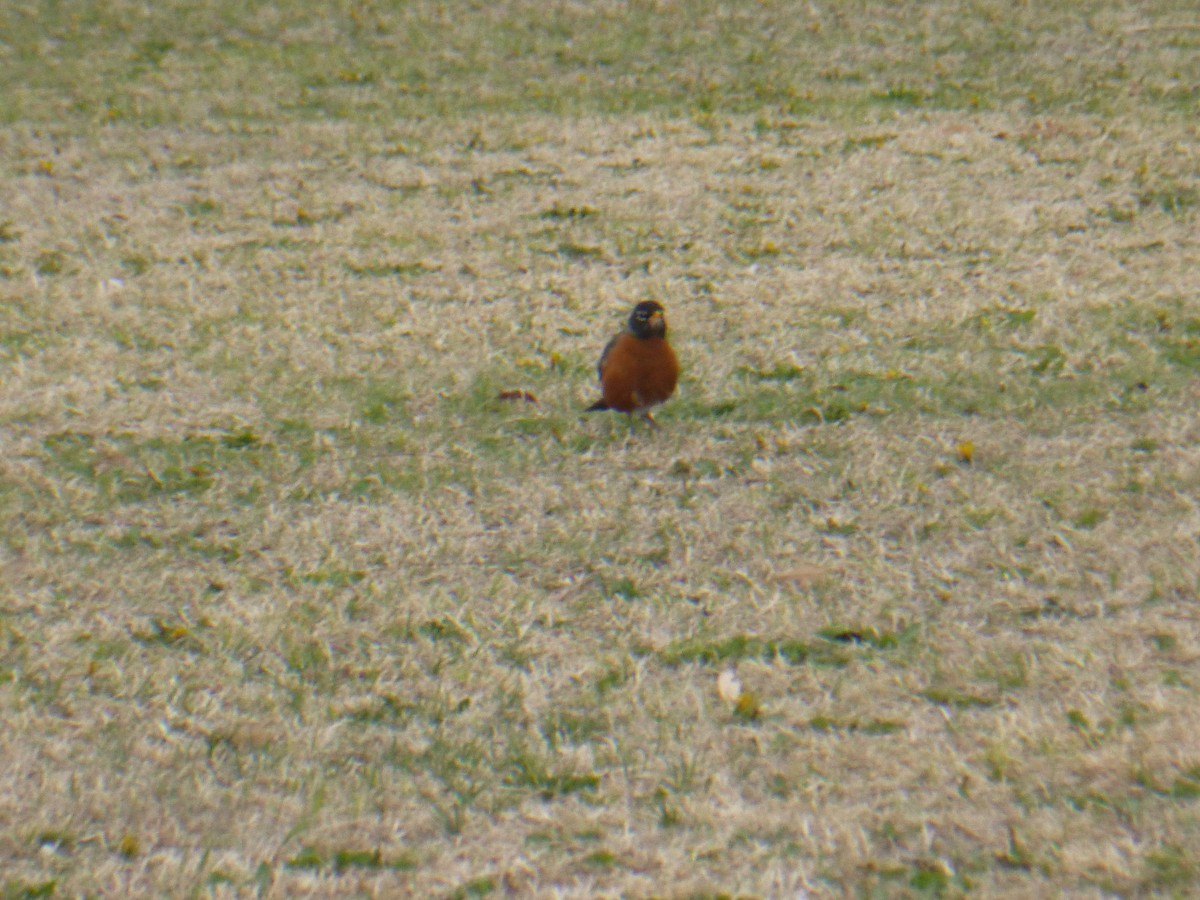 American Robin - ML619527015