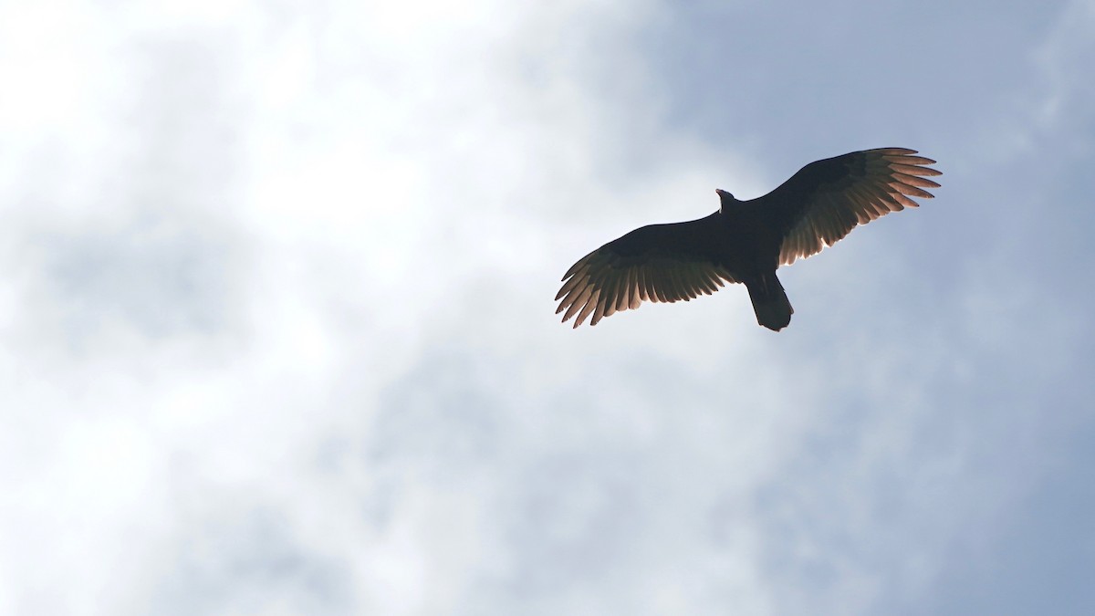 Turkey Vulture - Indira Thirkannad