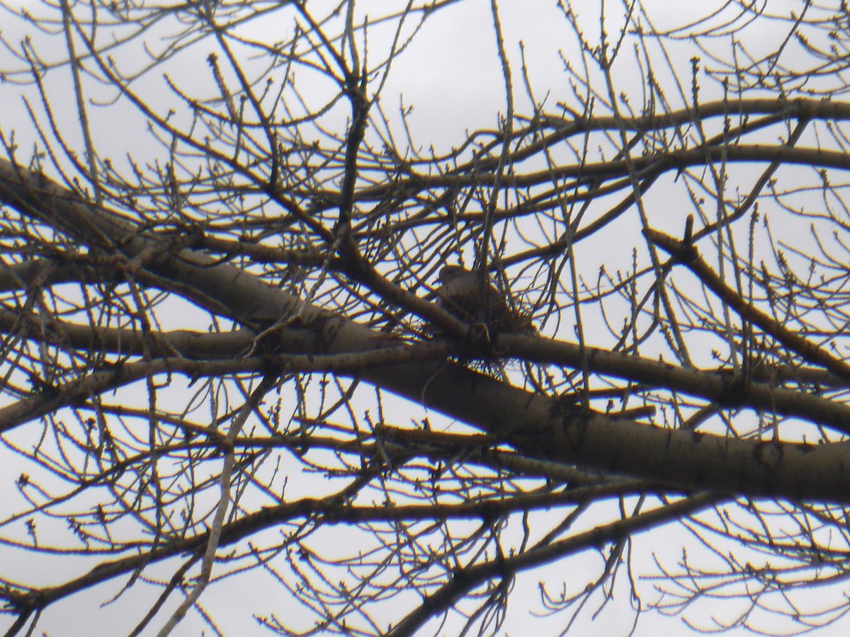 White-winged Dove - Benoît Bürgi