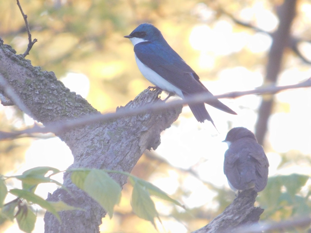 Tree Swallow - Arrow Z L