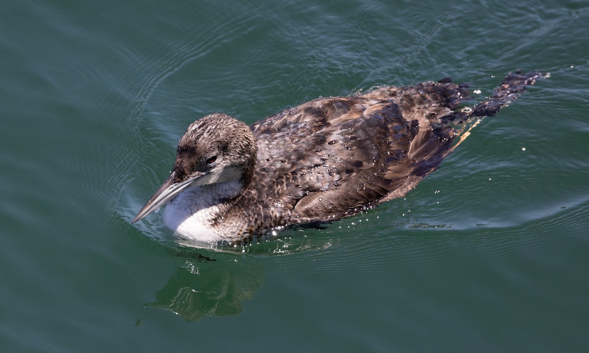 Common Loon - Brian Sullivan