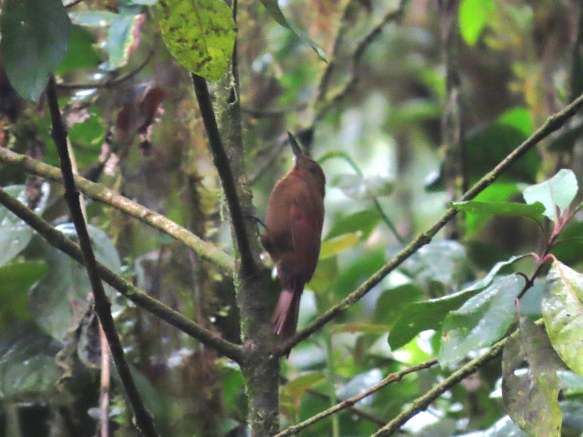 Tyrannine Woodcreeper - Hugo Foxonet