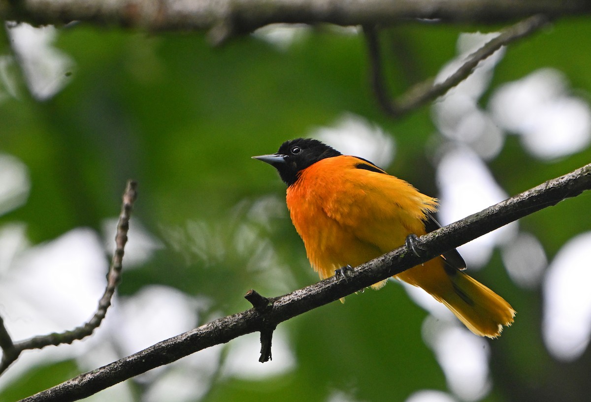 Baltimore Oriole - Paul Nale