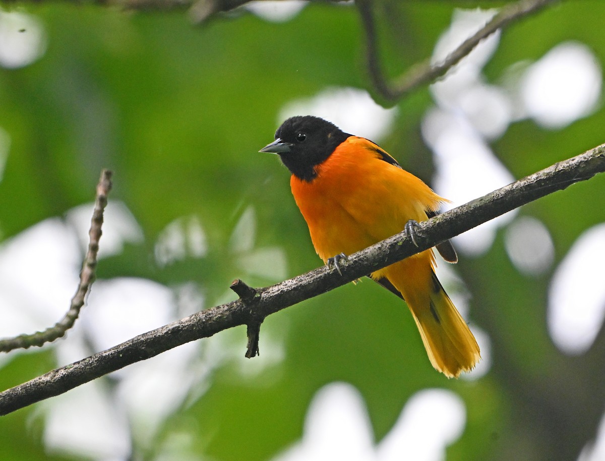 Baltimore Oriole - Paul Nale