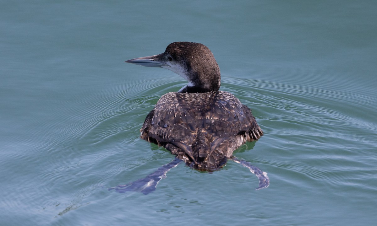 Common Loon - Brian Sullivan