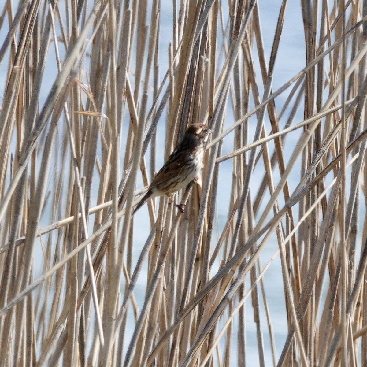 Reed Bunting - JoAnn Girard