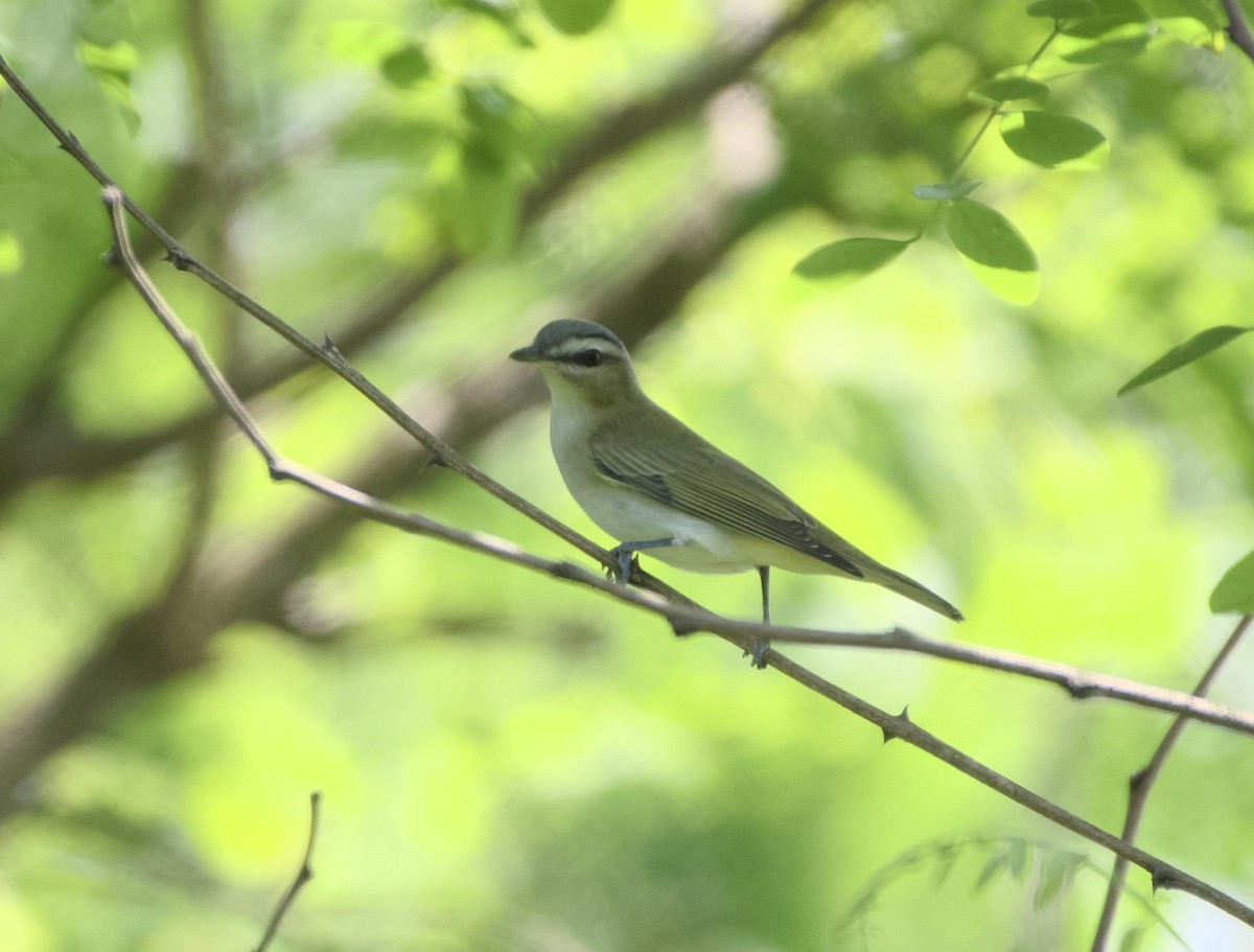 Red-eyed Vireo - Jeanine Murphy-Morris