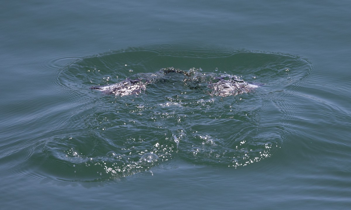 Common Loon - Brian Sullivan