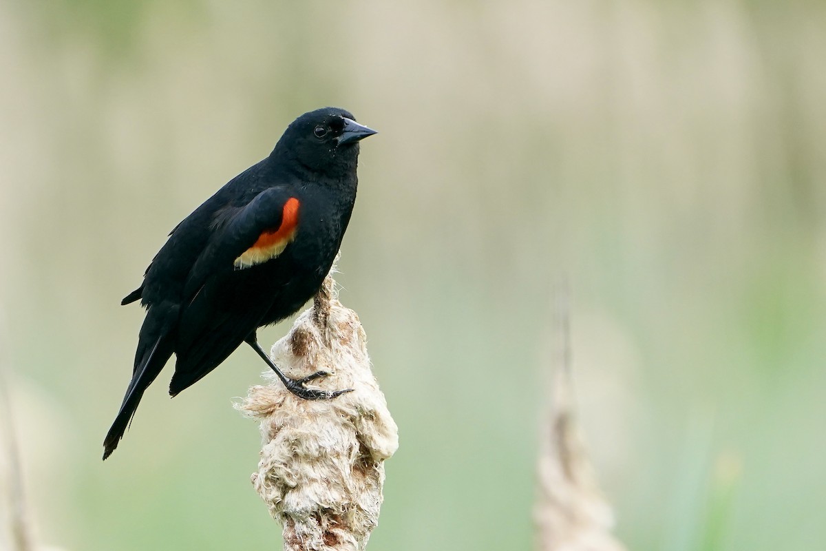 Red-winged Blackbird - Lee Funderburg