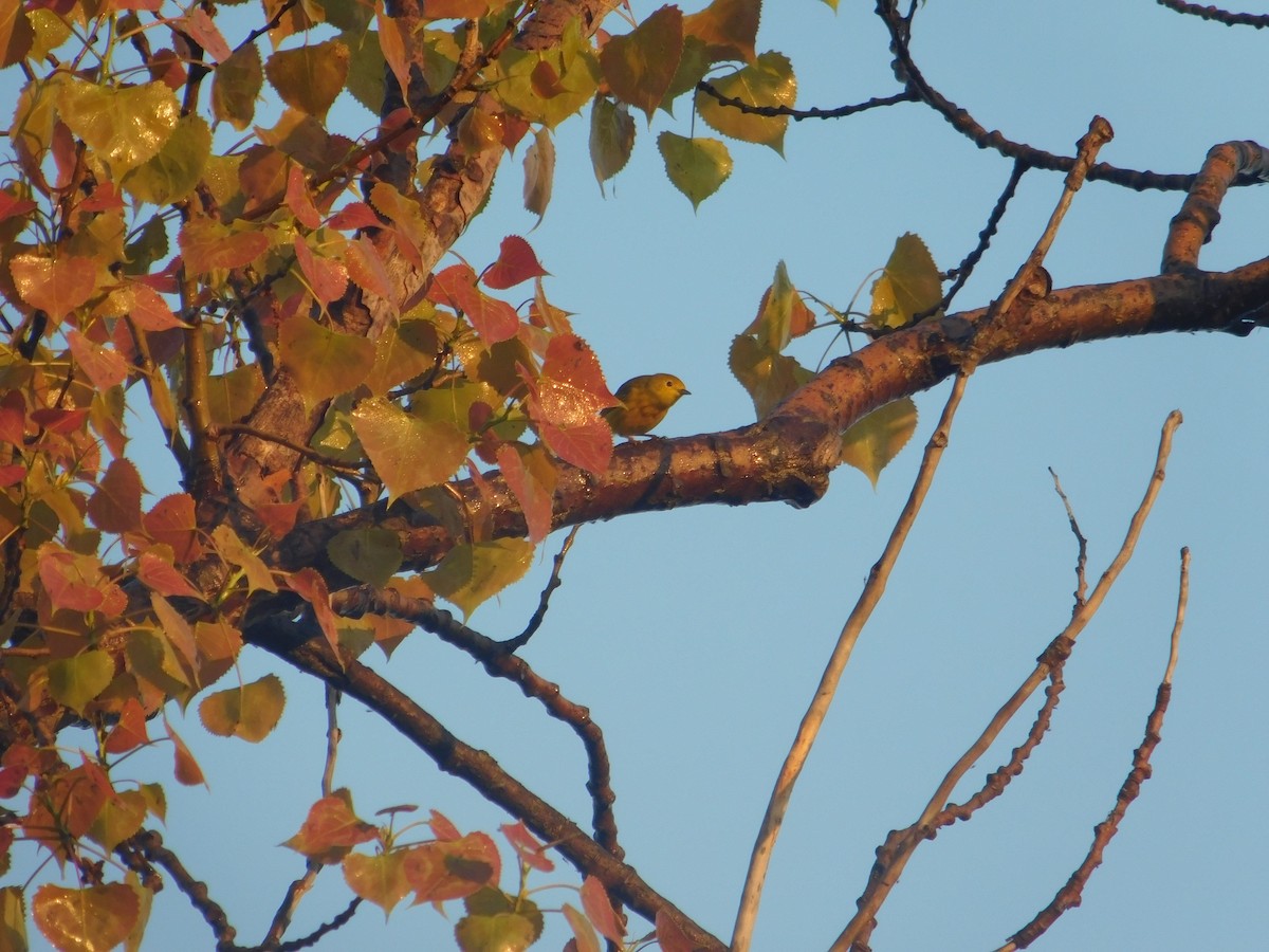 Yellow Warbler - Arrow Z L