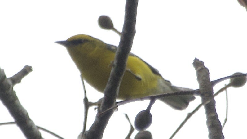 Blue-winged Warbler - Jan Ekkers