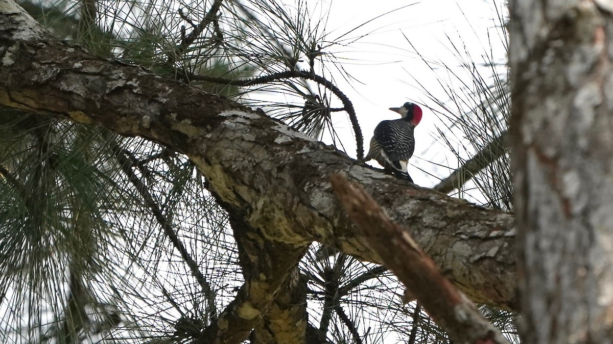 Black-cheeked Woodpecker - Indira Thirkannad