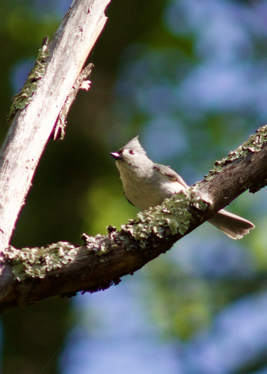 Tufted Titmouse - Sarah R