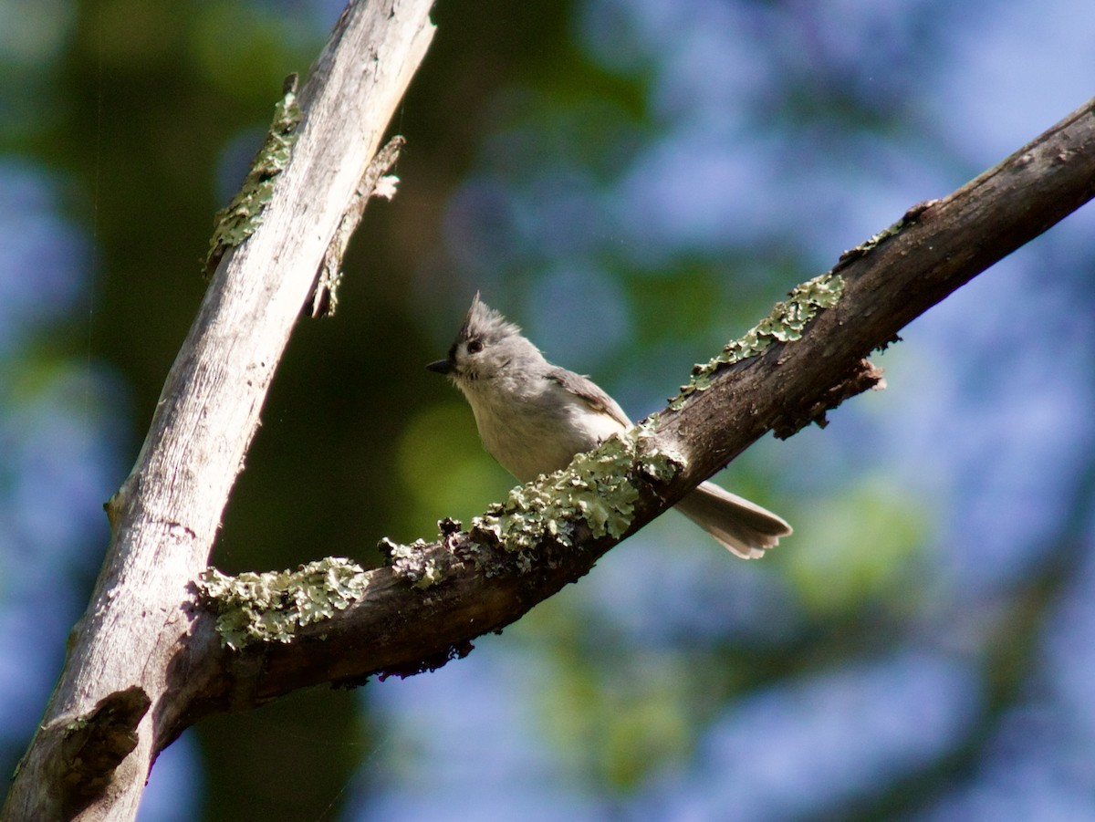 Tufted Titmouse - Sarah R