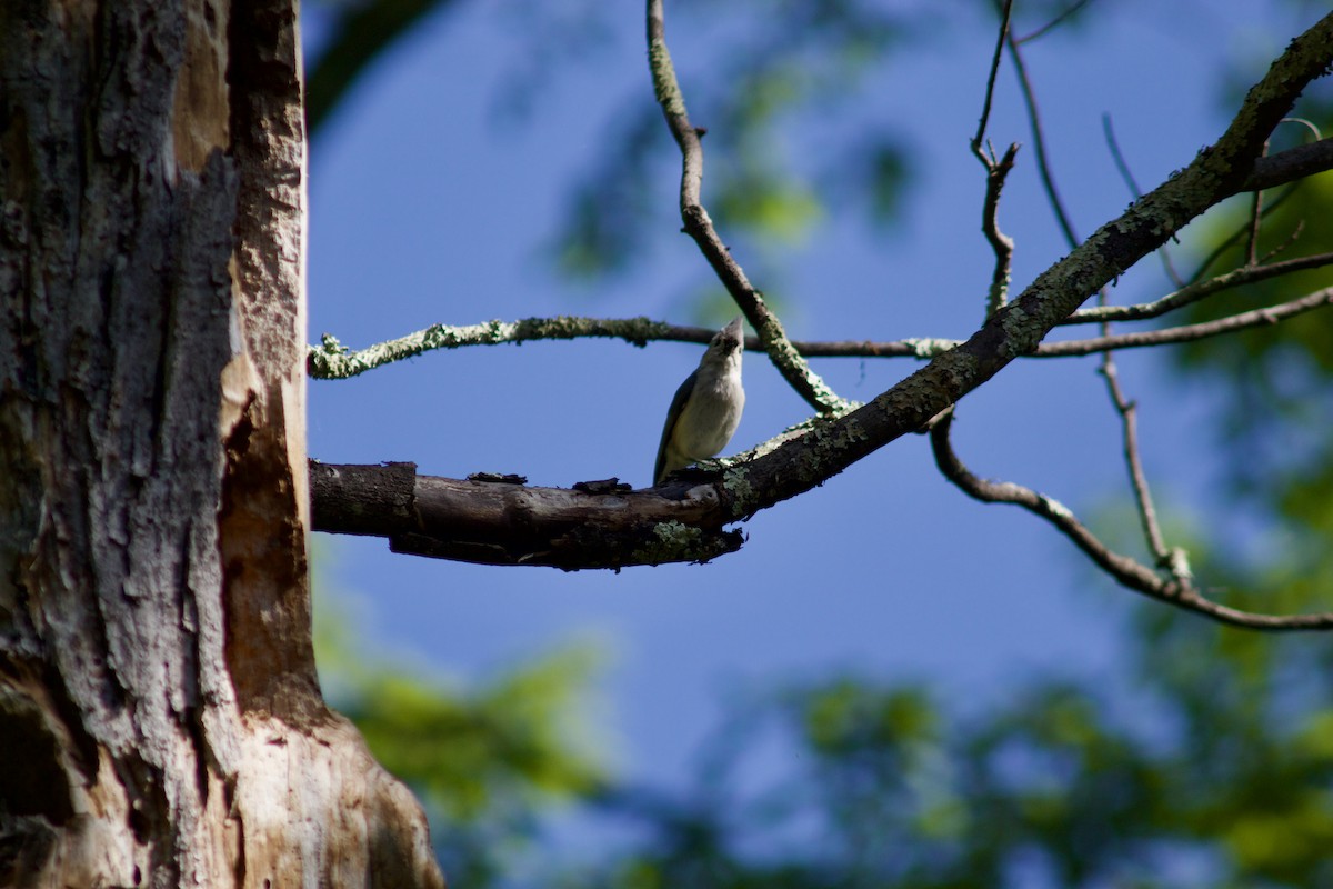 Tufted Titmouse - Sarah R