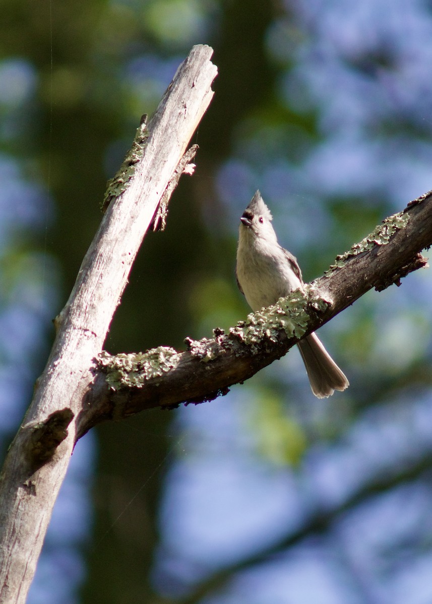 Tufted Titmouse - Sarah R