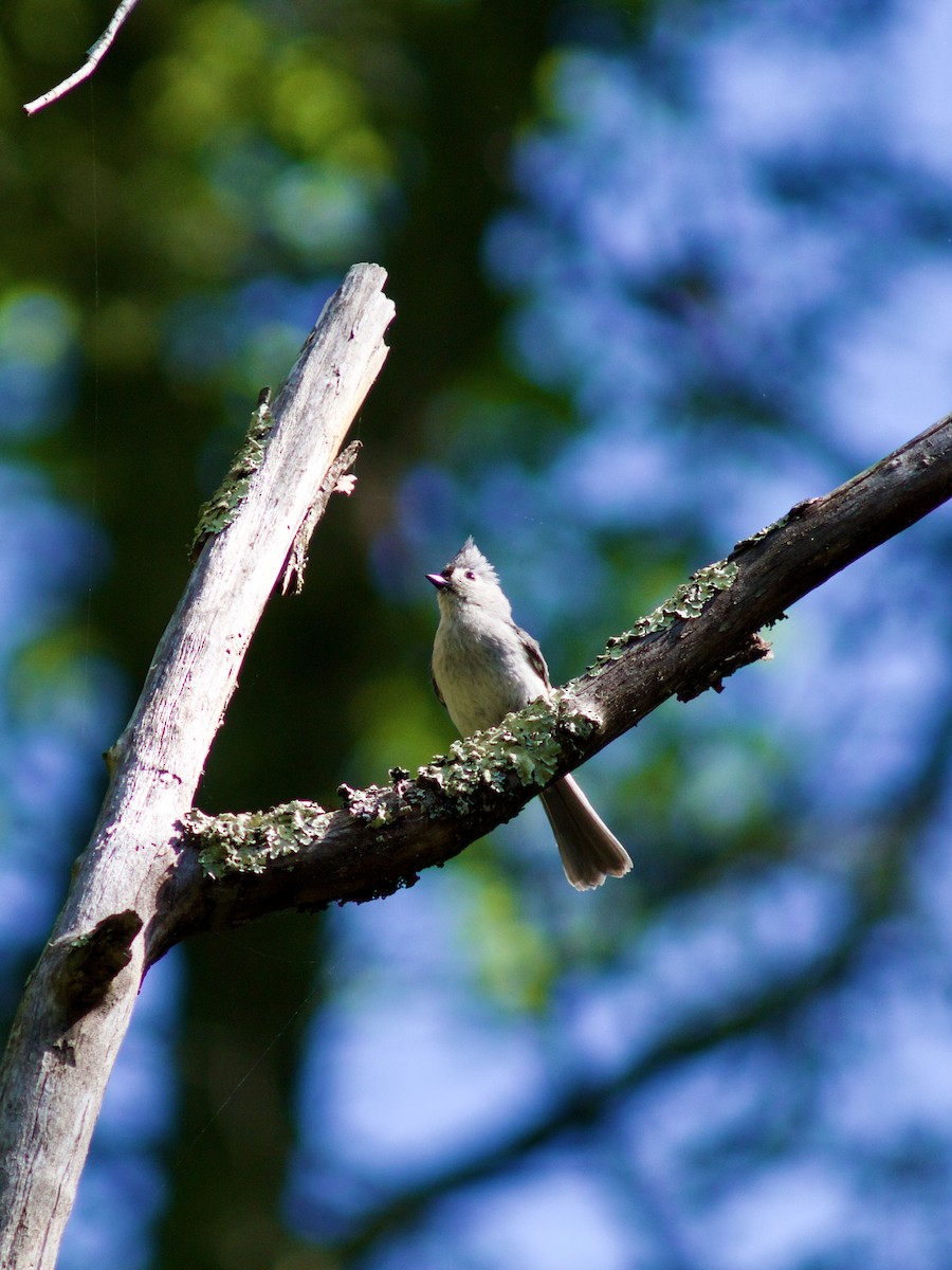 Tufted Titmouse - Sarah R