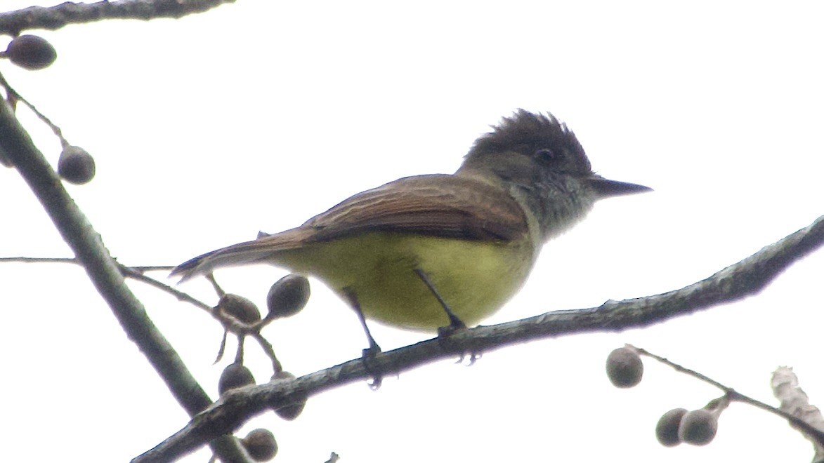 Dusky-capped Flycatcher - ML619527093