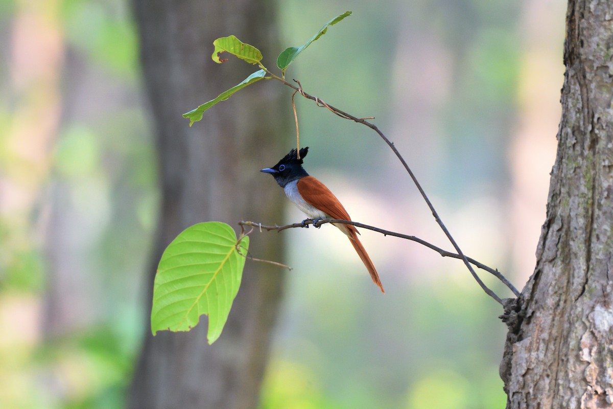 Indian Paradise-Flycatcher - Baharuddin Sk