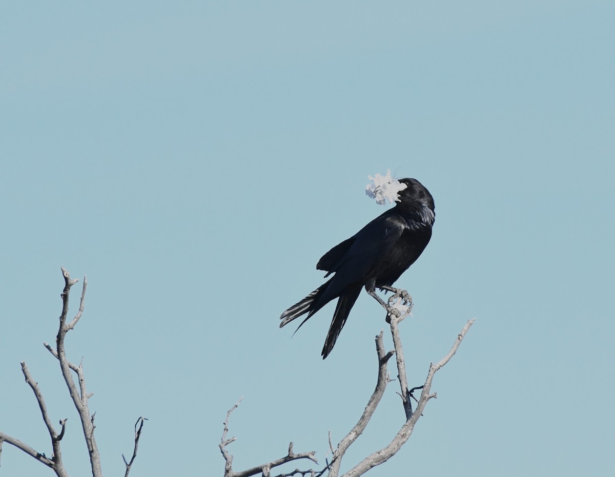 Common Raven - Janine McCabe