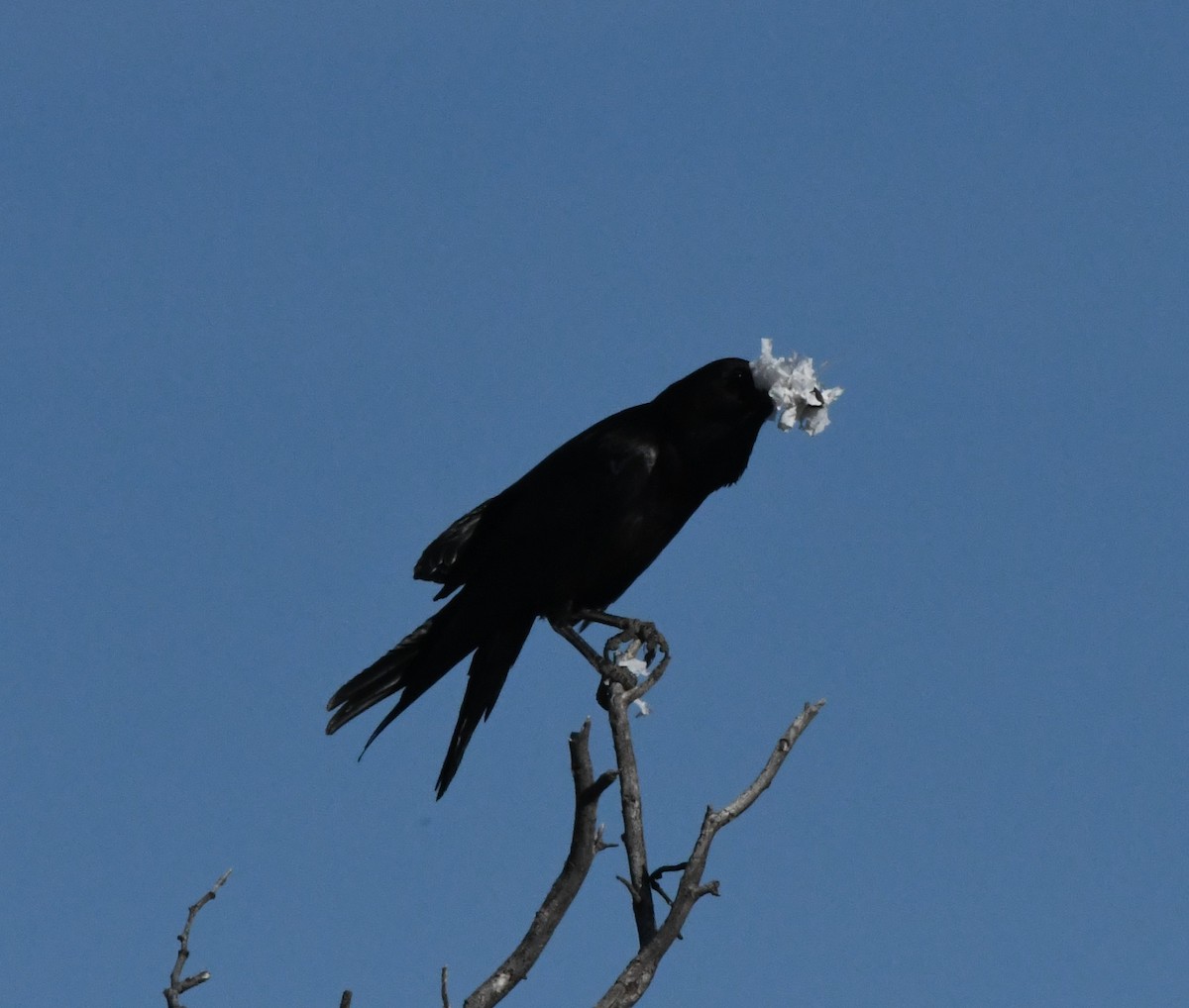 Common Raven - Janine McCabe