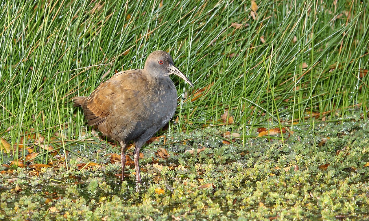 Plumbeous Rail - Adrián Braidotti