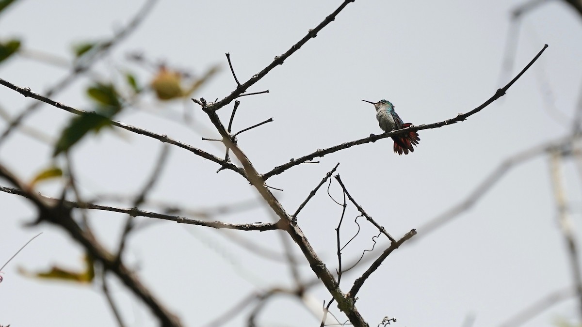 Violet-bellied Hummingbird - ML619527113