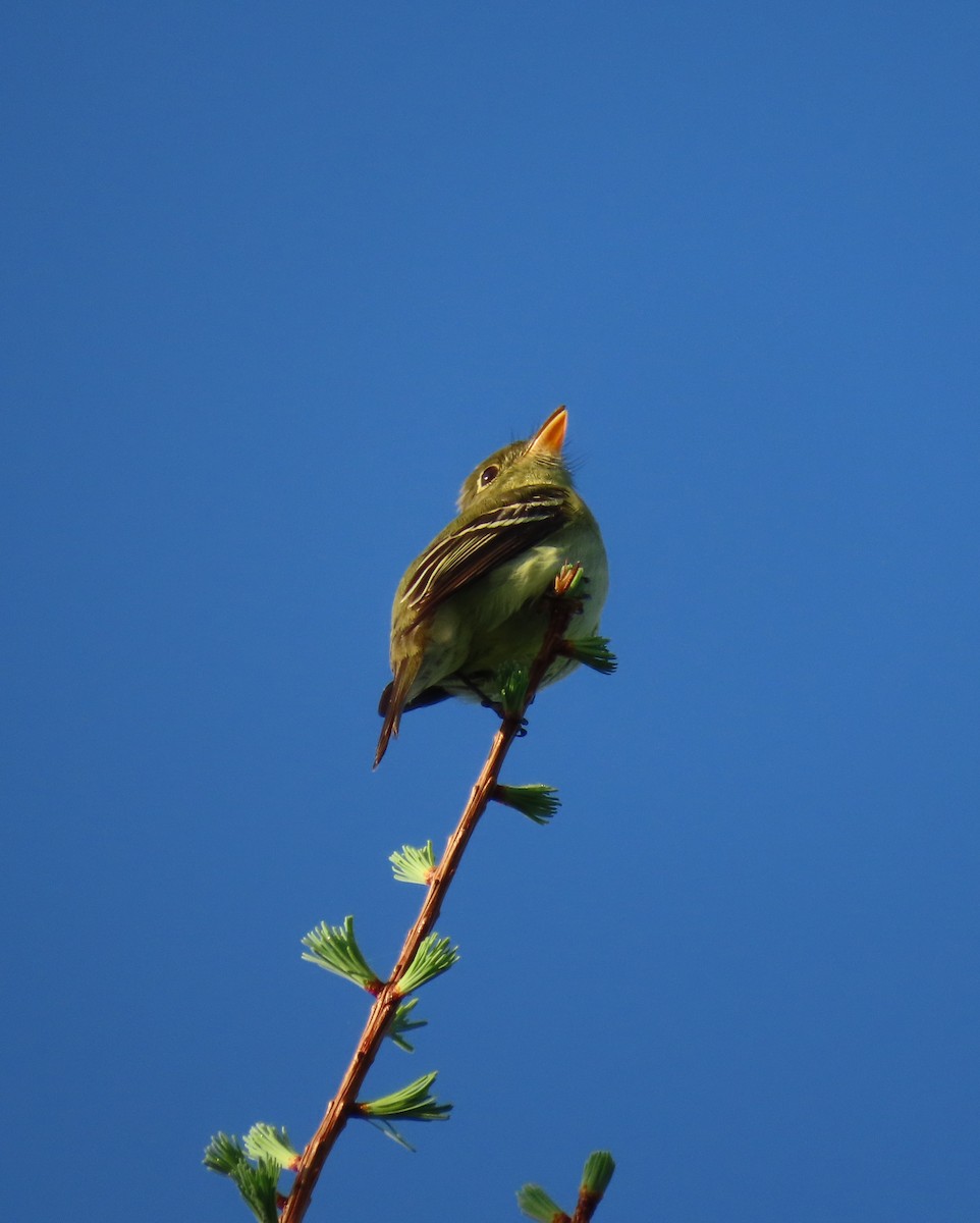 Yellow-bellied Flycatcher - Rhonda Langelaan