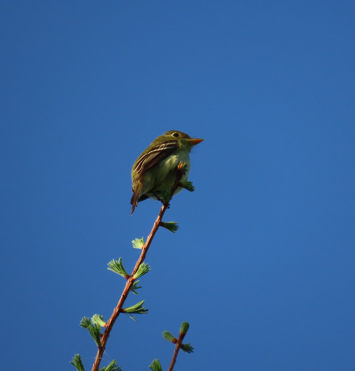 Yellow-bellied Flycatcher - Rhonda Langelaan