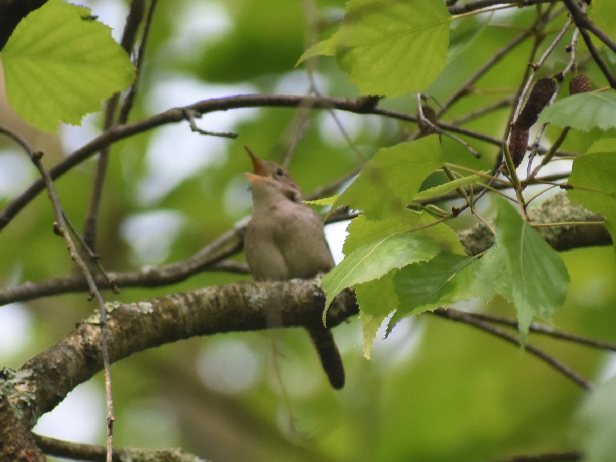 House Wren - ML619527118