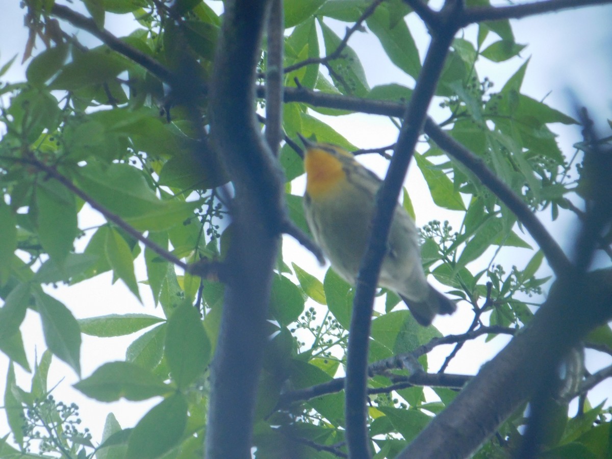 Blackburnian Warbler - Arrow Z L