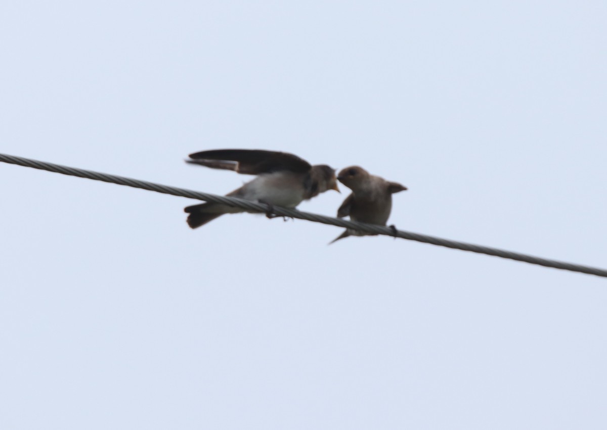 Northern Rough-winged Swallow - Ruth King