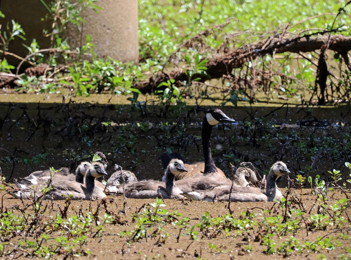 Canada Goose - Karen Skelton