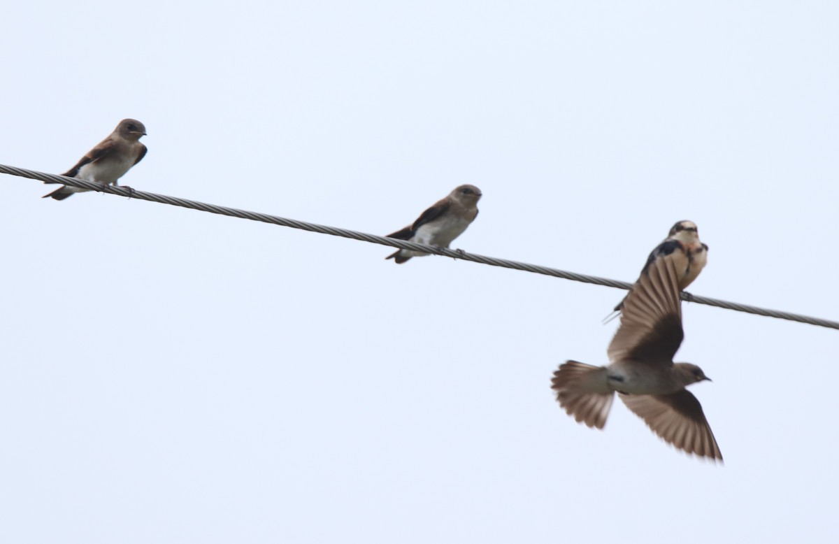 Golondrina Aserrada - ML619527127