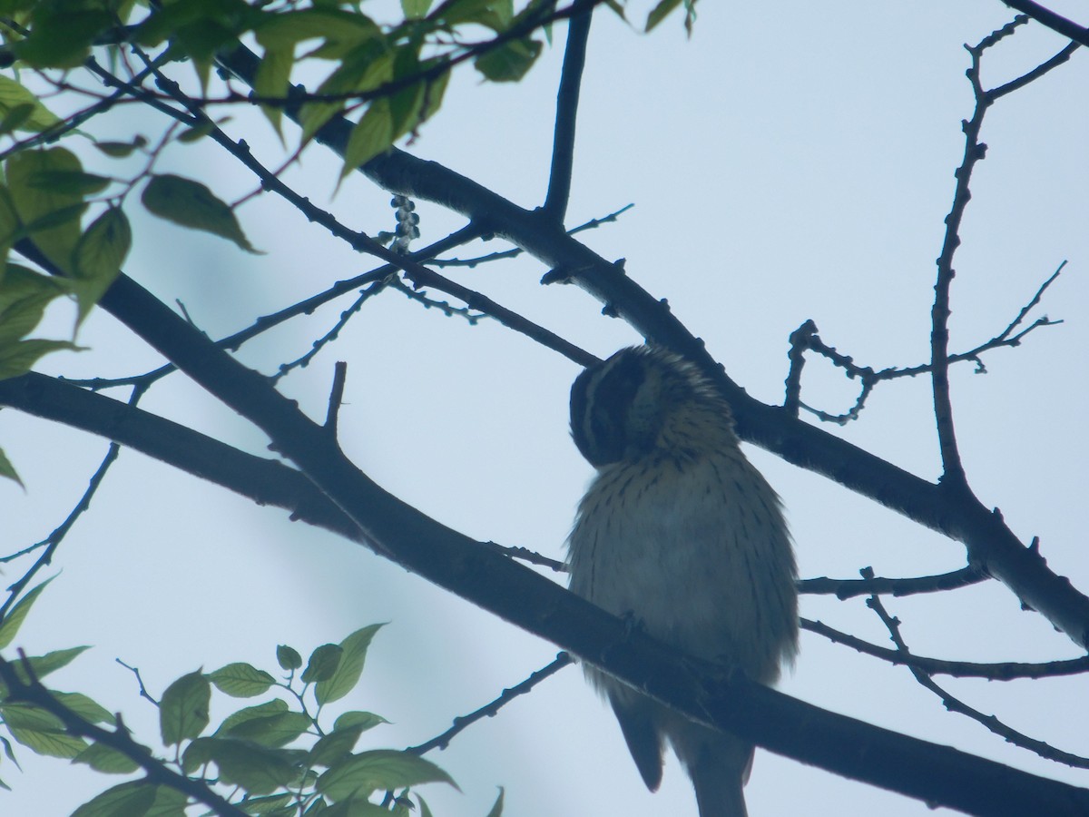 Rose-breasted Grosbeak - Arrow Z L