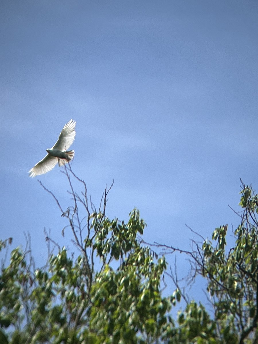 Red-tailed Hawk - ML619527134