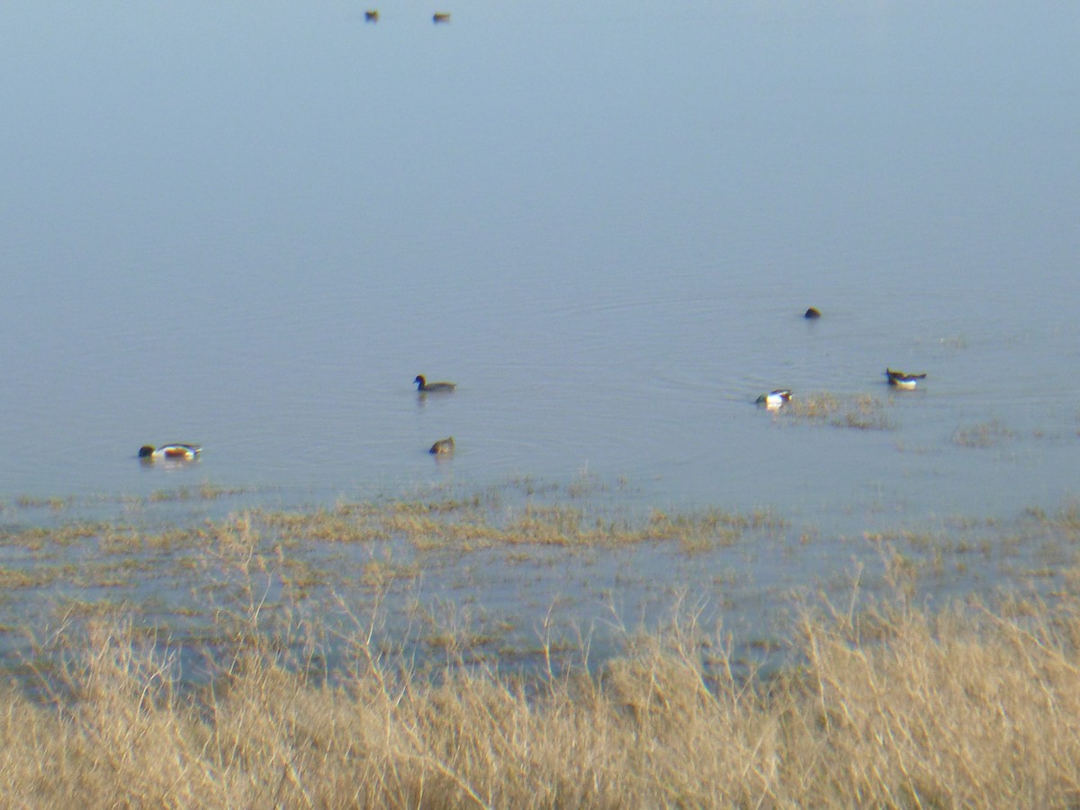 Northern Shoveler - Benoît Bürgi