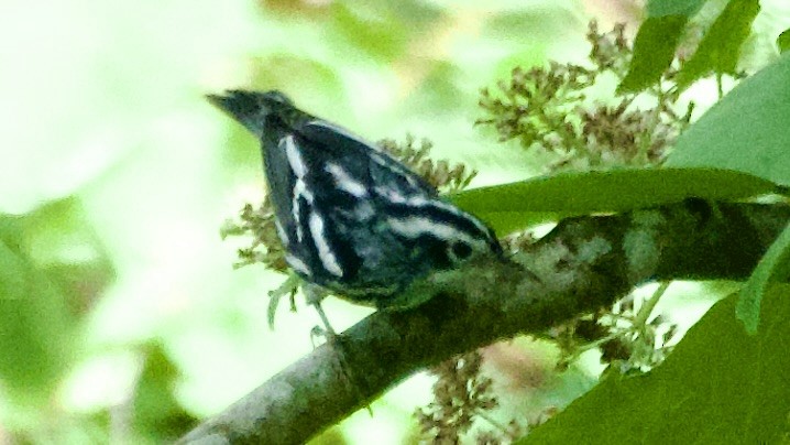 Black-and-white Warbler - Jan Ekkers