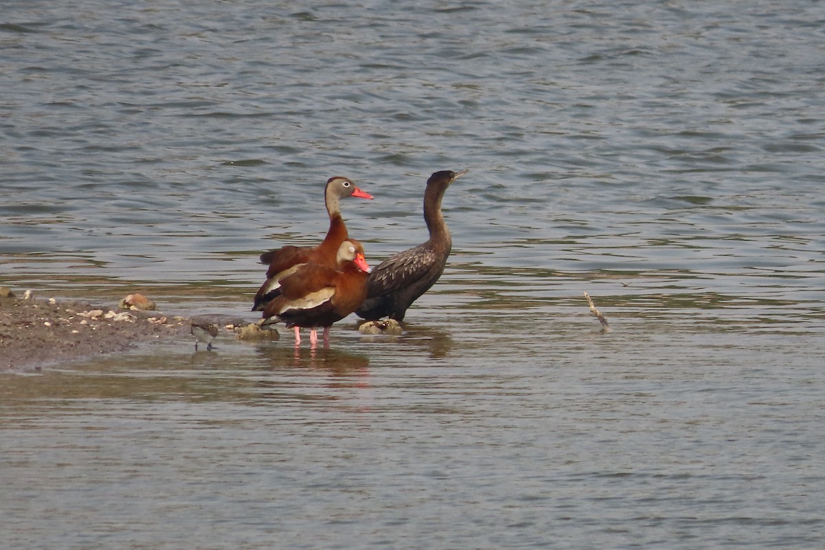 Black-bellied Whistling-Duck - David Brinkman