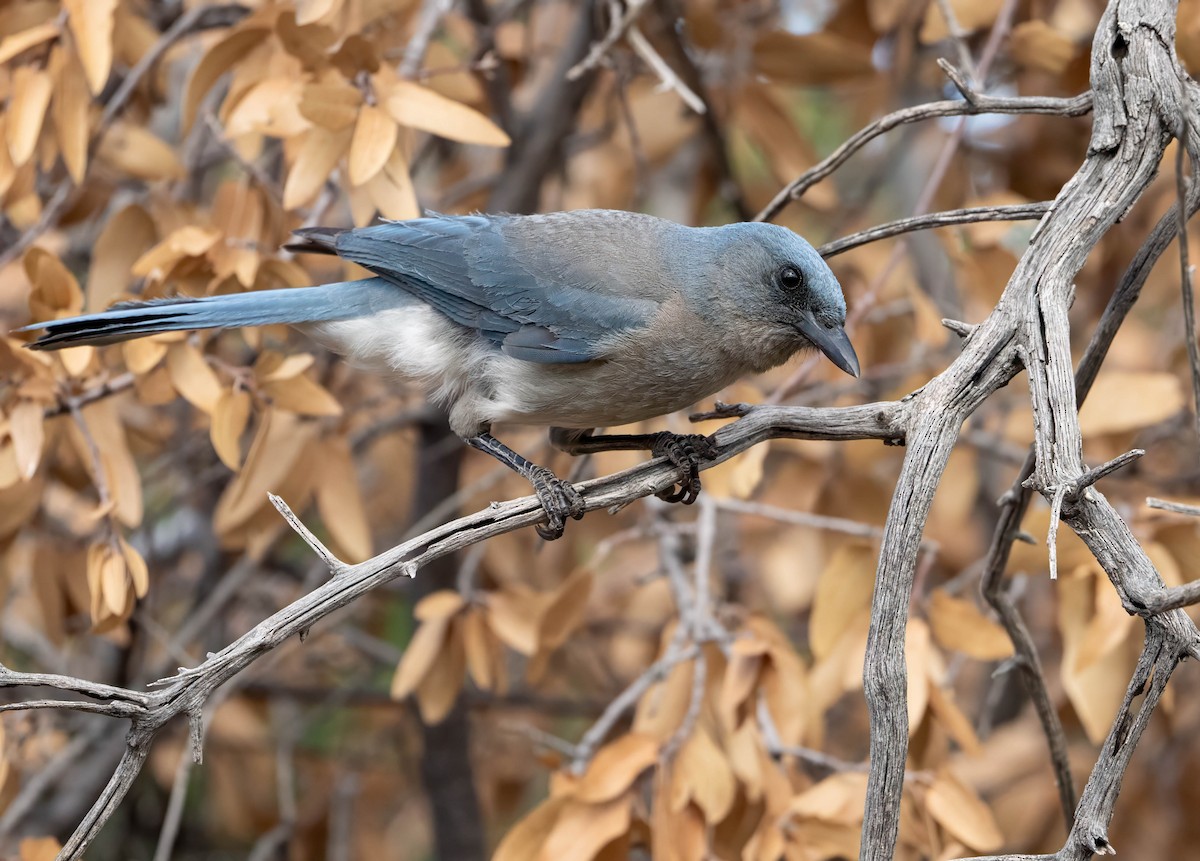 Mexican Jay - Howard Cox