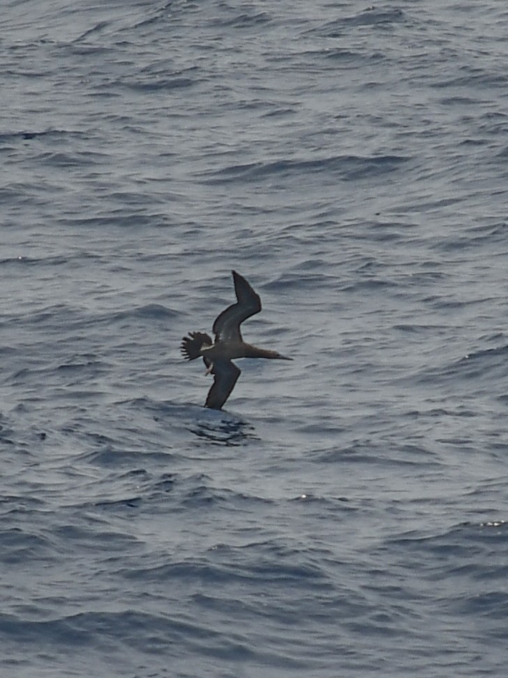 Brown Booby - Ashley Harold