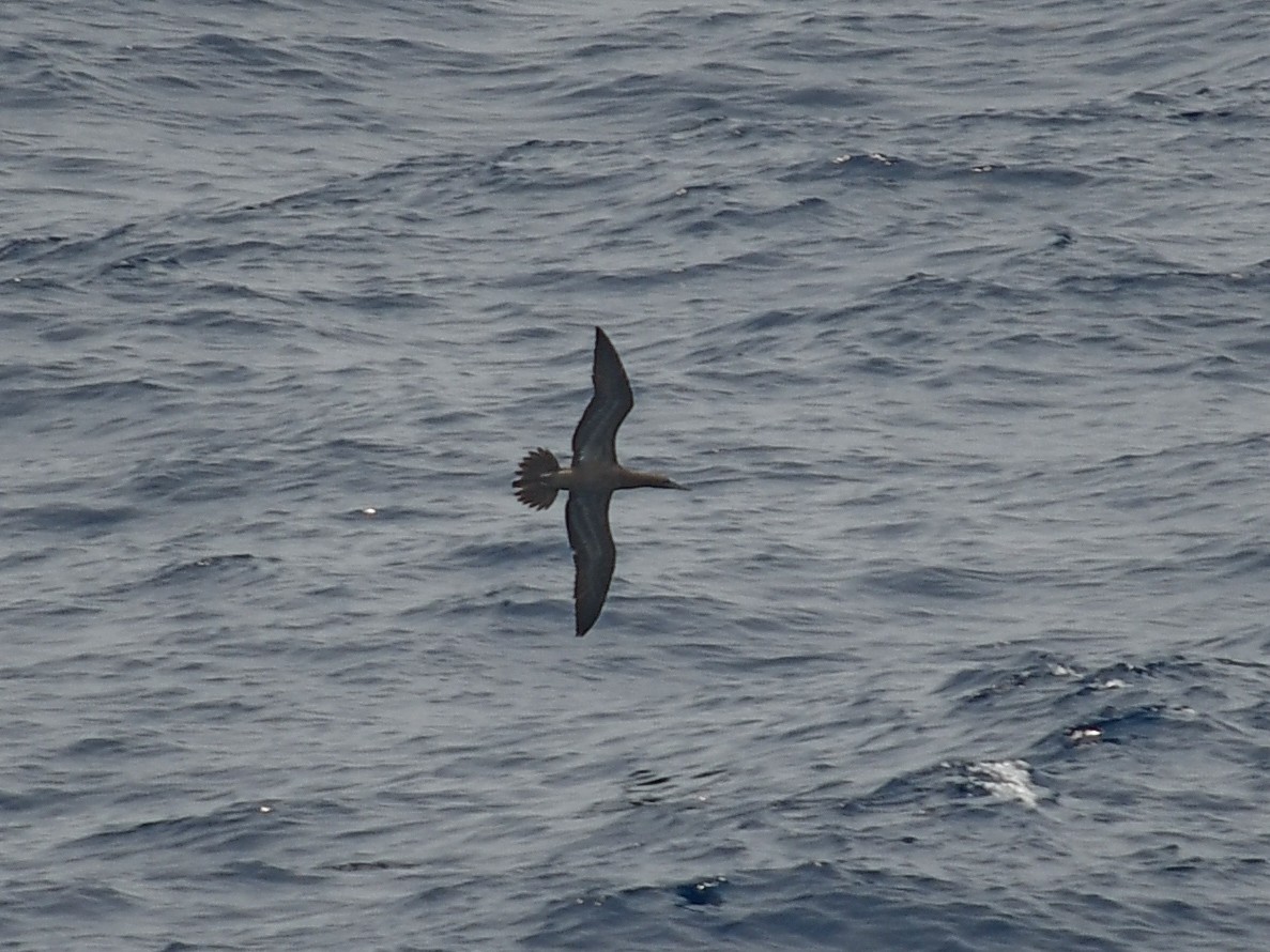 Brown Booby - Ashley Harold