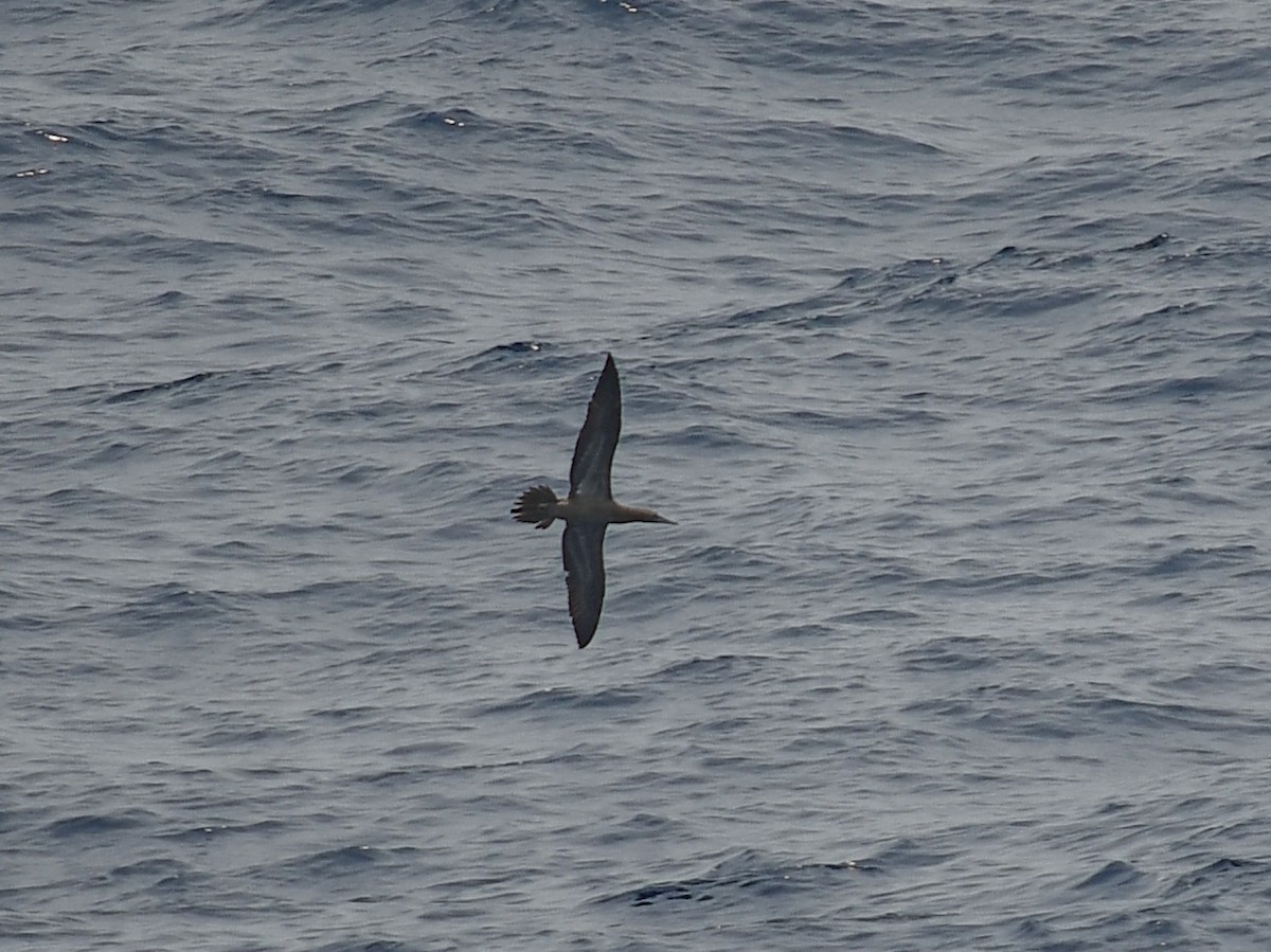 Brown Booby - Ashley Harold