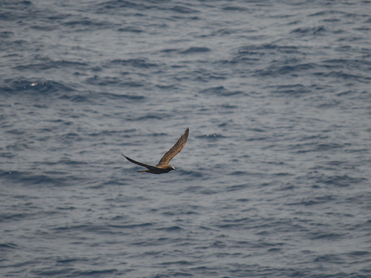 Brown Booby - Ashley Harold