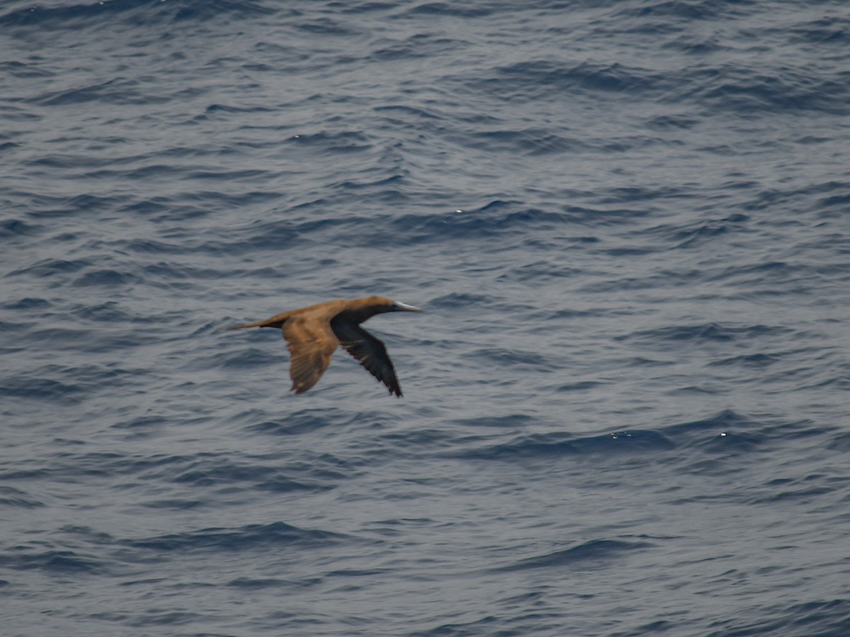 Brown Booby - Ashley Harold