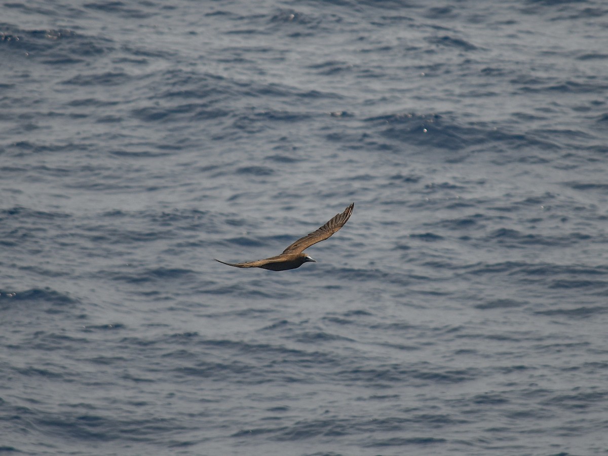 Brown Booby - Ashley Harold