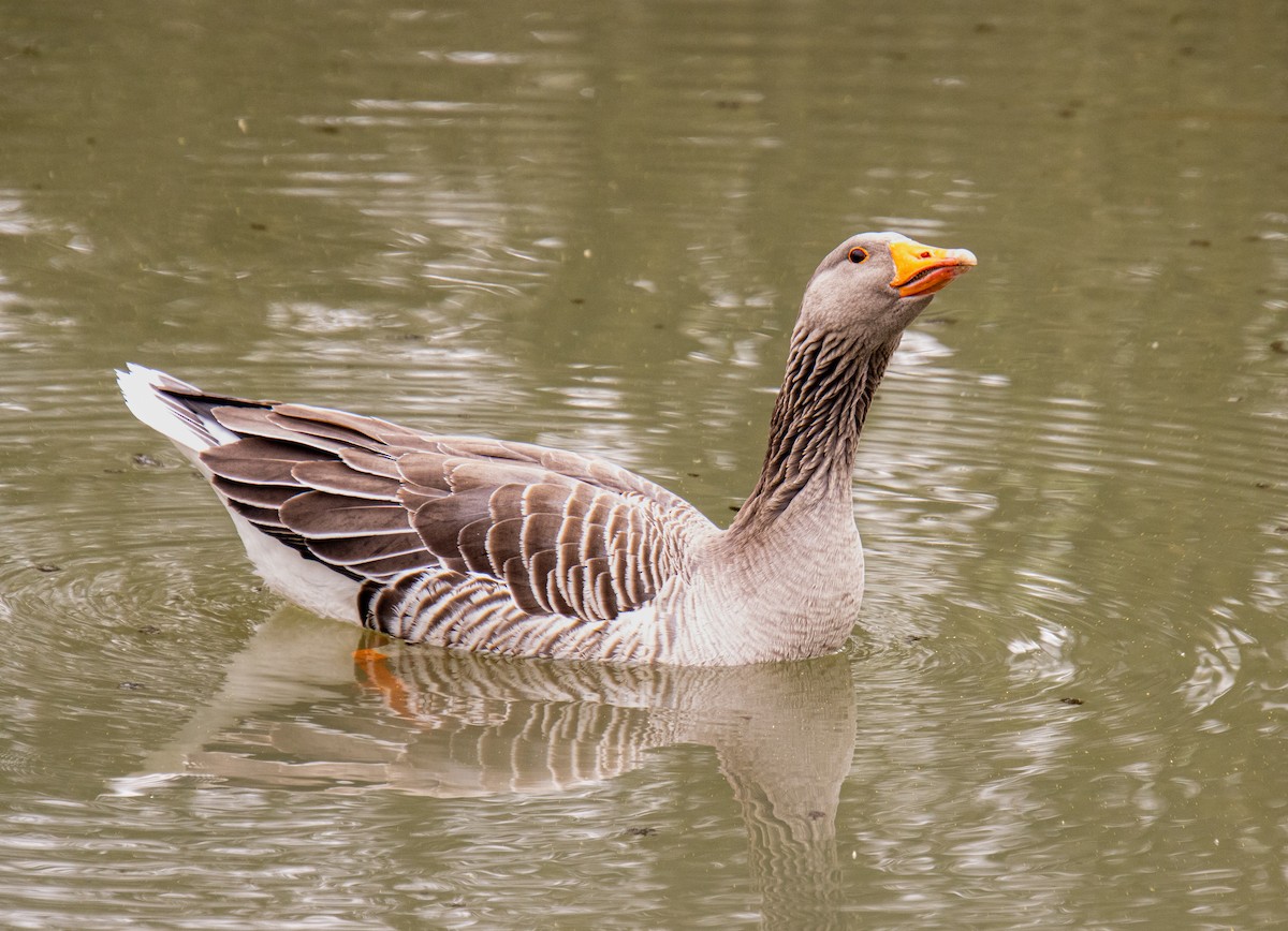 Graylag Goose - Mónica Thurman